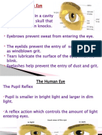 Protection of the Eye: How the Eyeball, Eyelids, Tears and Other Structures Safeguard Vision