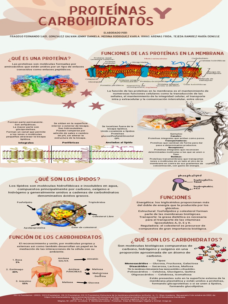 Proteínas y Carbohidratos | Descargar gratis PDF | Bicapa lipídica | Lípido