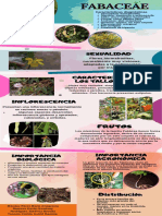 Infografía Fabaceae