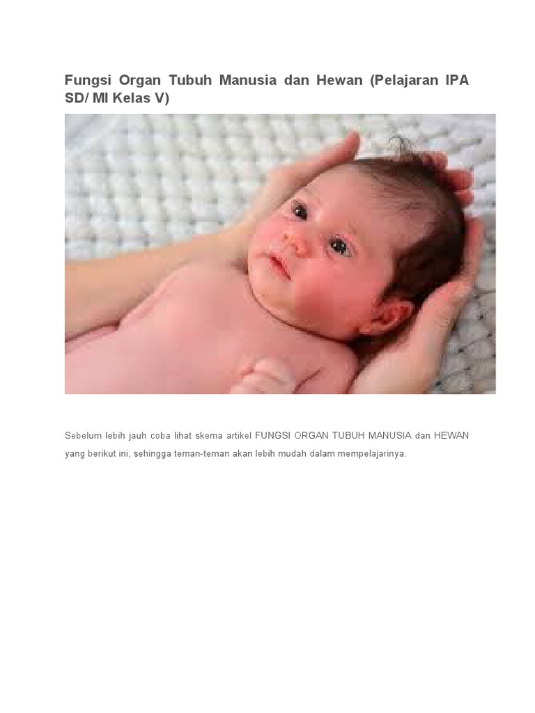 Fungsi Organ Tubuh Manusia Dan Hewan | PDF