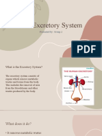 The-Excretory-System