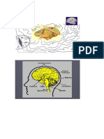 Anatomi Otak 1