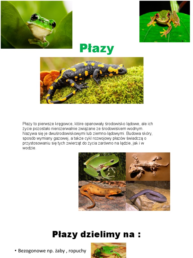 Płazy | PDF