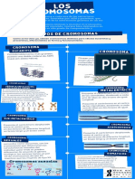 Cromosomas Informe Ultimo