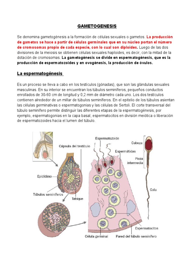 Gametogenesis | PDF | Mitosis | Células