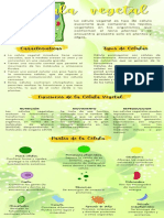 Infografia Celula Vegetal