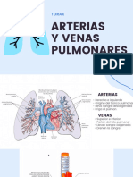 Arterias y Venas Pulmonares