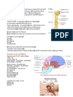 Anatomie de l’os