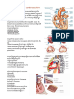 Anatomie Du Système Cardiovasculaire