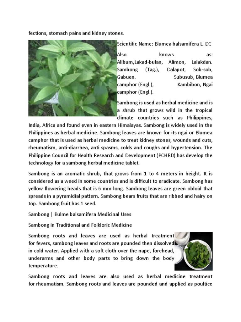 The Many Medicinal Uses of Sambong (Blumea balsamifera) as an Herbal