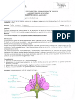 Partes de Una Flor