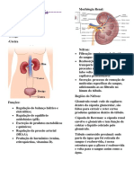 Sistema Urinário FISIOLOGIA