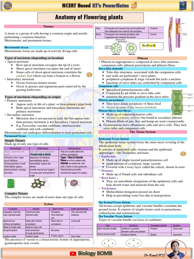Biology BOMB Axillary Bud PDF Plant Stem Tissue (Biology)