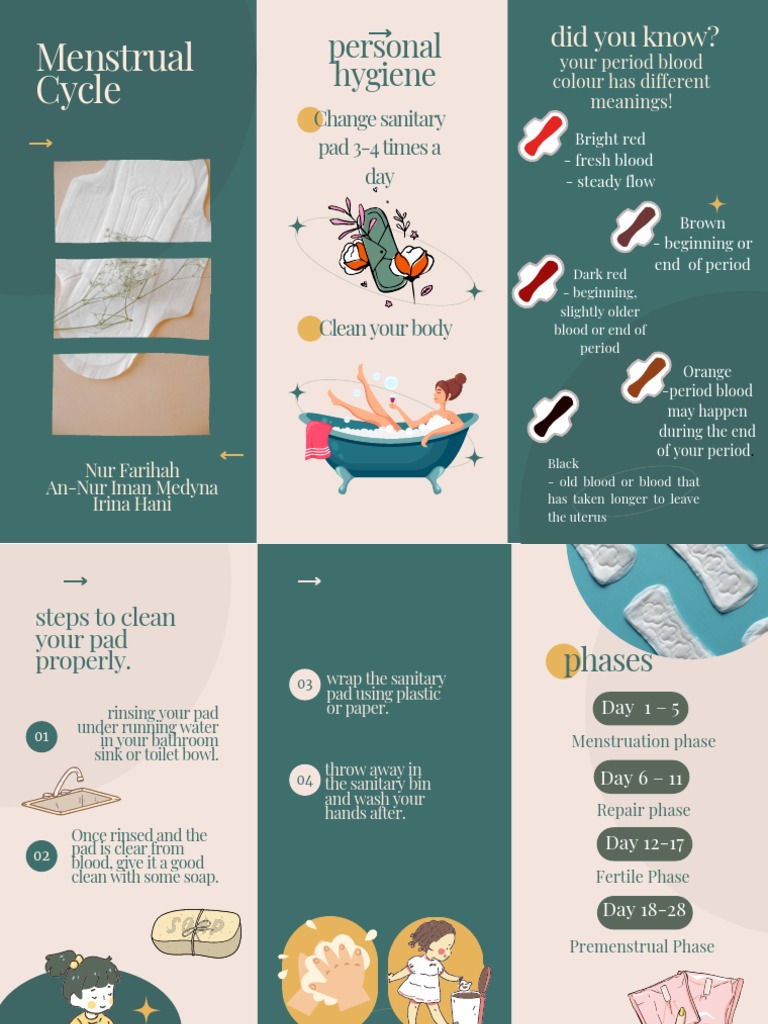 The Menstrual Cycle | PDF | Menstruation | Reproduction