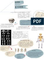 Sistema esquelético