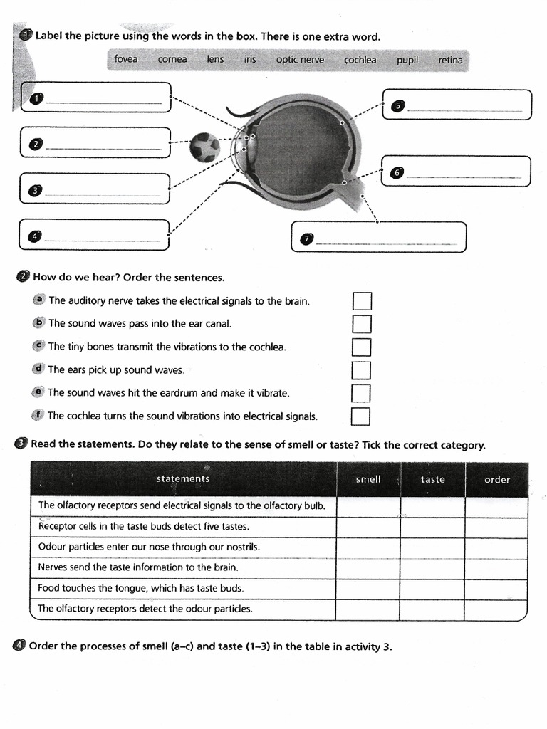 outside-the-box-byme-repaso-natural-tema-2-los-sentidos-pdf