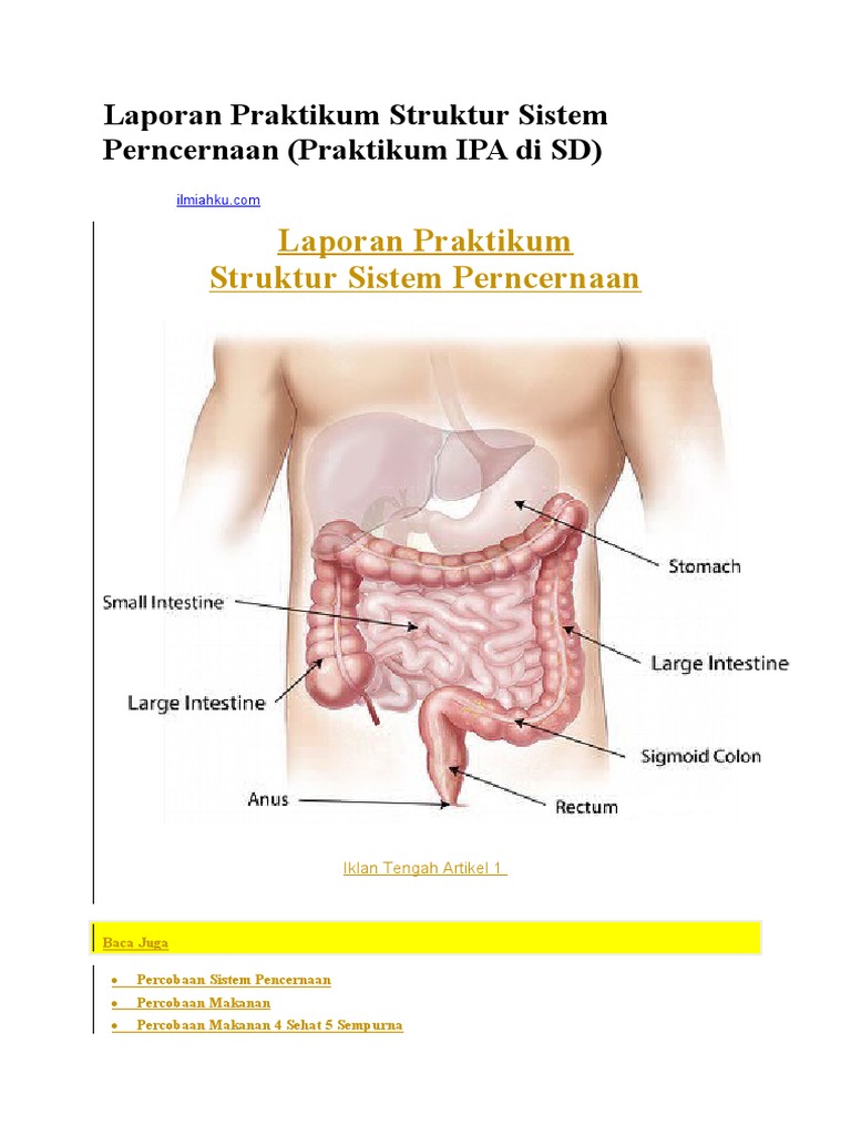 Laporan Praktikum Struktur Sistem Perncernaan | PDF
