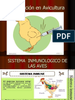 Vacunación en Avicultura