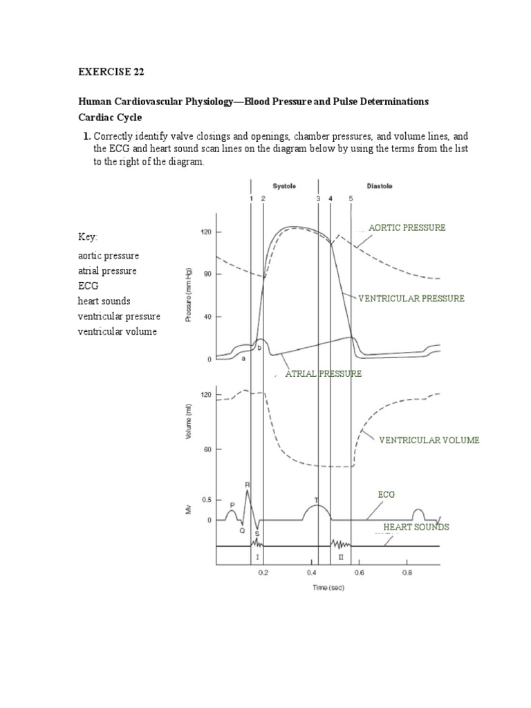 Blood Pressure and Cardiac Cycle Overview | PDF | Diastole | Heart Valve