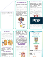 Triptico Sistema Extcretor