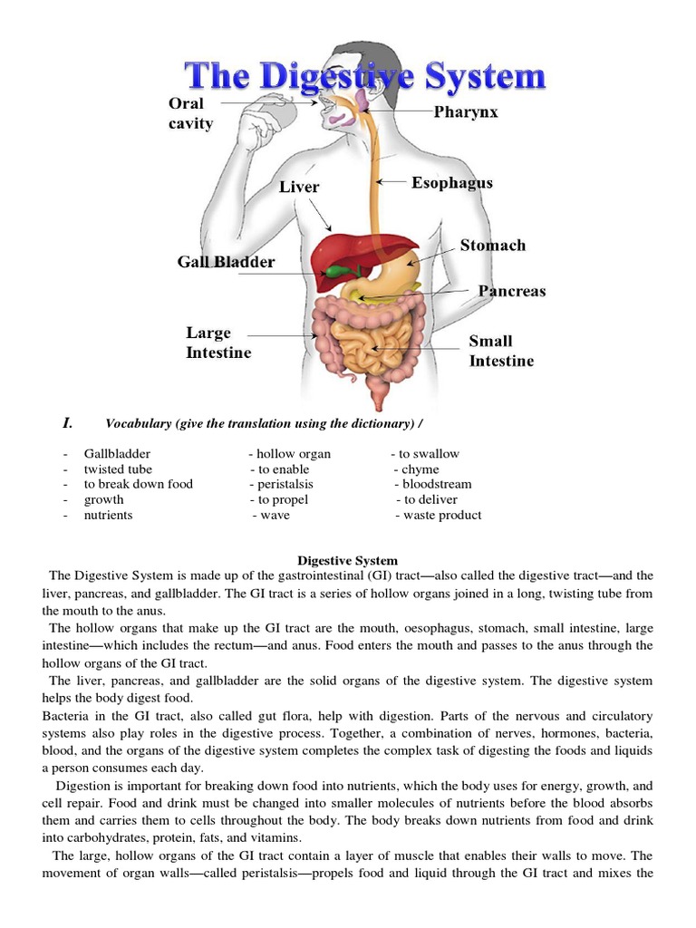 Alimentary Tract-22073 | PDF | Gastrointestinal Tract | Human Digestive ...