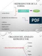 FISIOLOGIA-DEL-APARATO-REPRODUCTOR-DE-LA-CERDA (1)