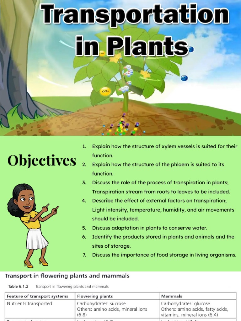 Transport in Plant - Class Notes | PDF | Leaf | Glycogen