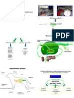 Proteínas Rumiantes - Nutrición 2022