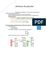 Métabolismes Des Glucides