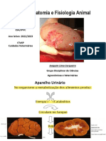 Sistema Urinário