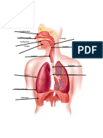 SistemaRespiratorio