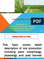 DYA20044 CHAPTER 2.2.1 Rice Morphology