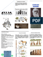 Triptico Evolucion