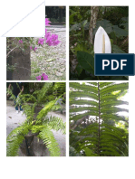 imagens plantas