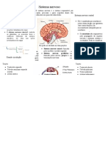 mapas mentais anatomia