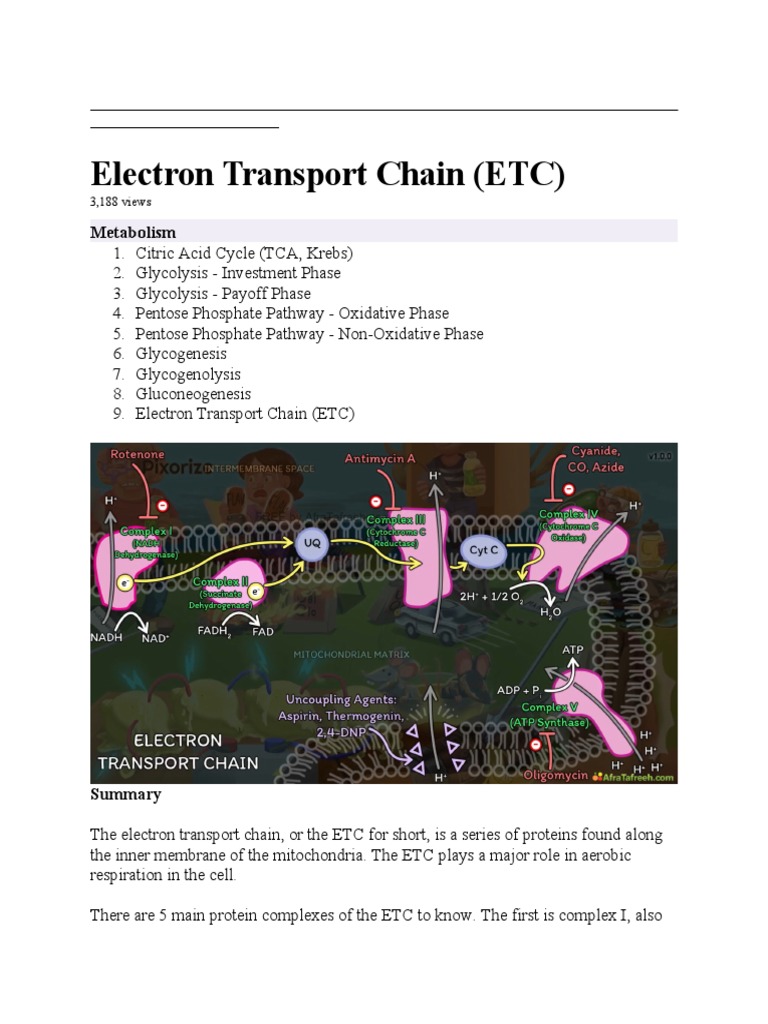 Overview of the Electron Transport Chain | PDF | Electron Transport ...