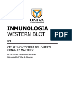 Inmuni Western Blot