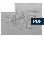 male reproductive