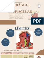 Triángulo Muscular