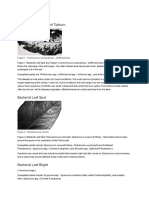 Bacterial Leaf Spot and Tipburn Guide