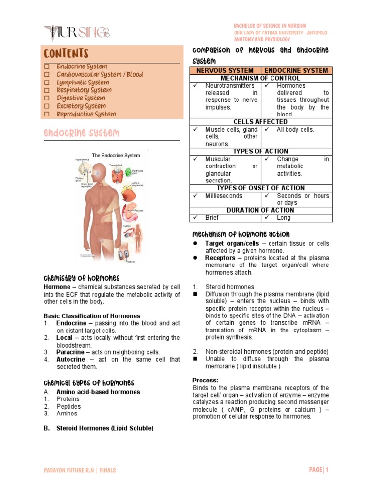 Endocrine System Overview and Hormones | PDF | Heart | Endocrine System