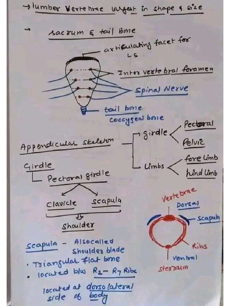 Anatomy Chart 2 Biology Diagrams