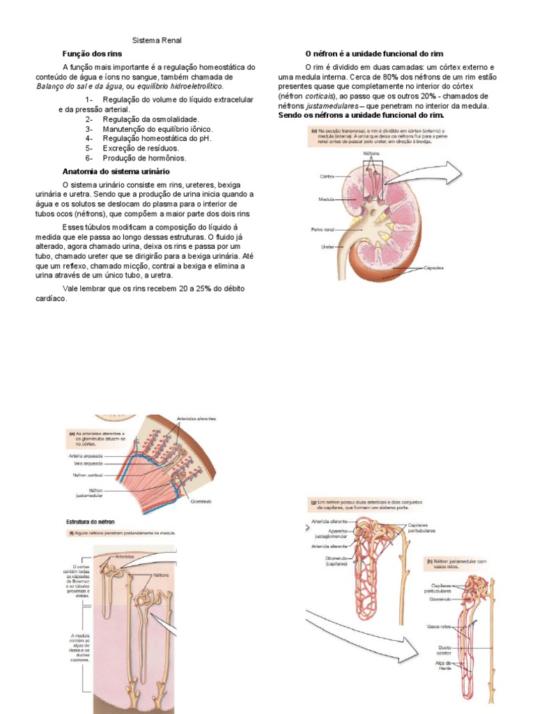 Sistema Renal | PDF | Rim | Anatomia