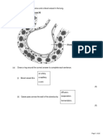 Lung alveolus and blood vessel diagram