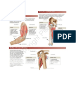 Musculare System Ii