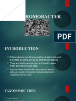 Achromobacter