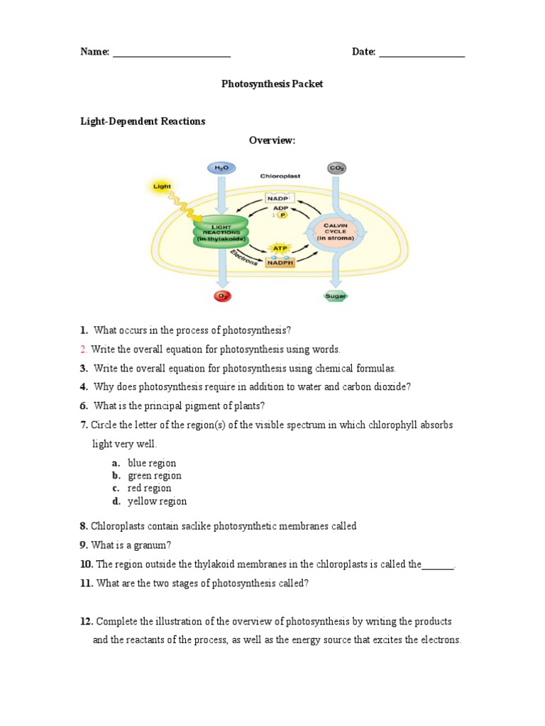 Photosynthesis Worksheet PDF Photosynthesis Chloroplast