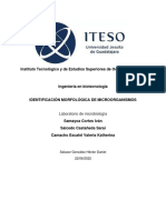 Identificación morfológica de microorganismos biotecnológicos