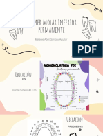 Primer Molar Inferior ?