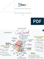 Canal Inguinal Esquema Planos Anatomicos Principales Defectos 64138 Downloable 1775611